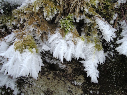 苔から伸びた霜の結晶