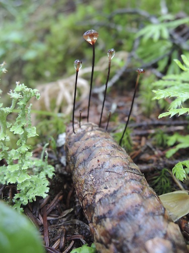 林床に落ちた松ぼっくりから出てきた菌類