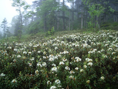 エゾイソツツジの花の写真