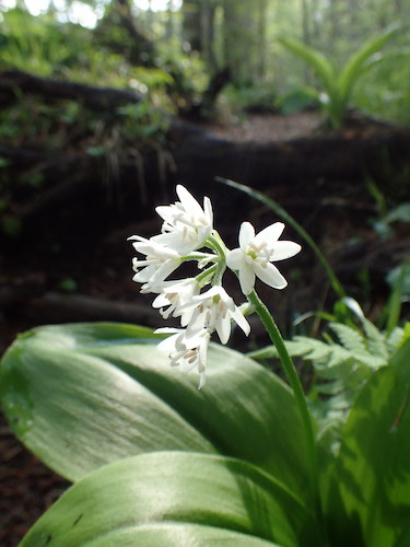 ツバメオモトの花の写真