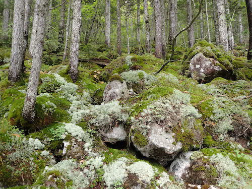 苔に覆われた然別湖の森の林床の写真
