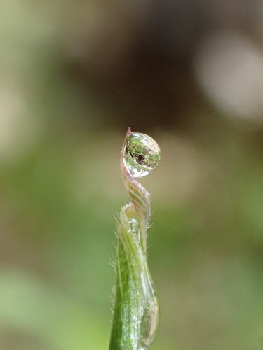 葉先についた水滴の写真