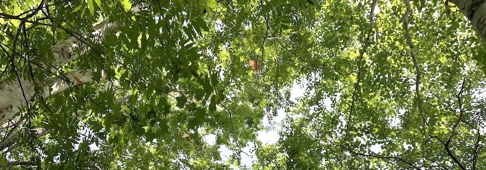 然別湖の周りに広がる森の樹冠