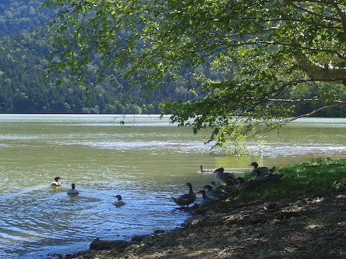 湖の岸辺でくつろぐ水鳥